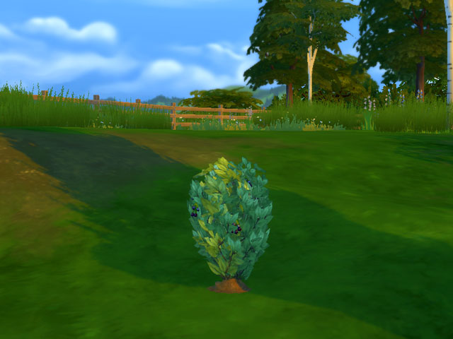 Sims 4: Куст ежевики в Винденбурге.