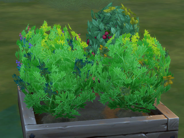 Sims 4: Цветущие кусты петрушки и базилика.