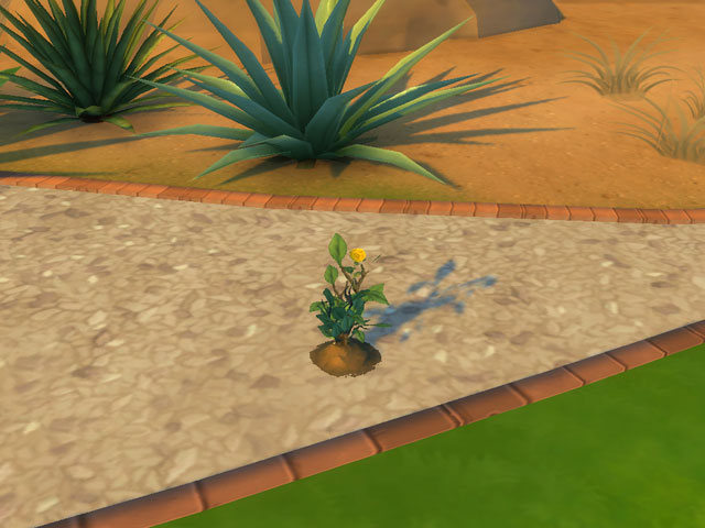 Sims 4: Росток хризантемы в Оазис Спрингс.