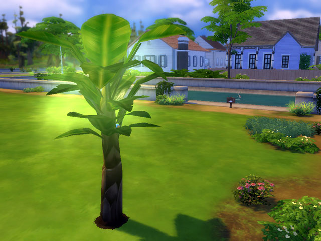 Sims 4: Из запретных плодов вырастают пальмы, мерцающие зеленым светом.