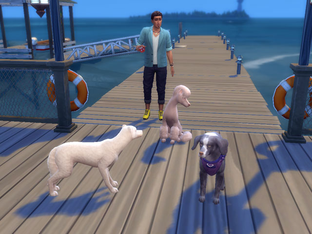 Sims 4: На пляжах бухты Кавалье собираются бродячие псы, а кошек лучше искать в районе верфи.