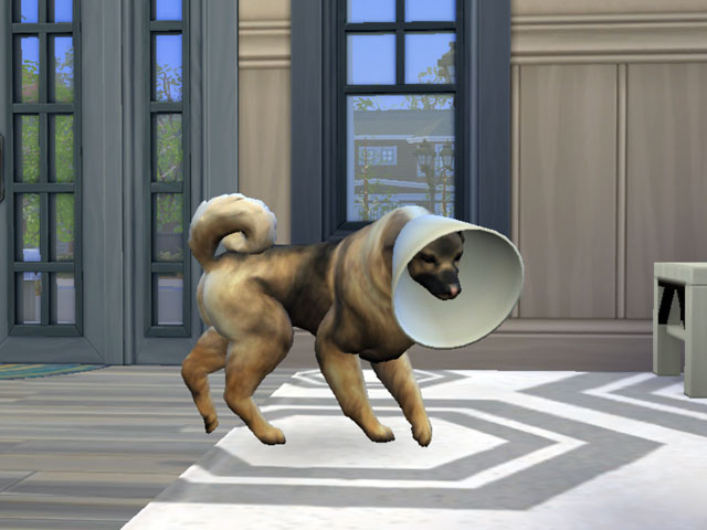 Sims 4: Защитный воротничок частично ограничивает возможности питомца. Например, хозяин не сможет его расчесать.