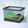 Sims 4: Лягушка «Бычий глаз»