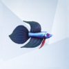 Sims 4: Бойцовская рыбка