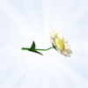 Sims 4: Ромашка (дикая)