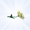 Sims 4: Ядовитая ромашка